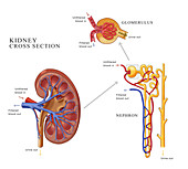 Kidney Anatomy,Illustration