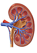 Healthy Kidney,Illustration