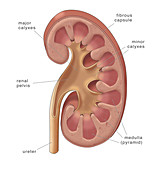 Healthy Kidney,Illustration