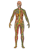 All Body Systems,Female,Illustration
