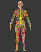 All Body Systems,Female,Illustration
