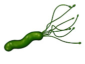 Helicobacter Pylori,Illustration