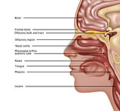 Anatomy of Smell,Illustration