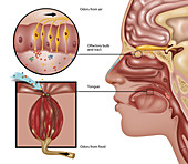 Anatomy of Smell,Illustration