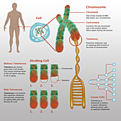 Chromosomes & Telomerase,Illustration