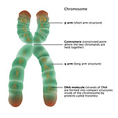 Chromosome Structure,Illustration