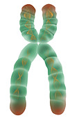 Chromosome Structure,Illustration