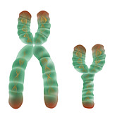 XY Chromosome,Illustration