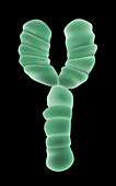 Y Chromosome,Illustration