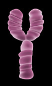 Y Chromosome,Illustration