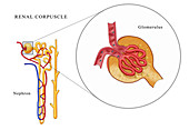 Renal Corpuscle Anatomy,Illustration