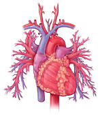 Heart and Pulmonary Vessels,Illustration