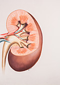 Kidney,Illustration