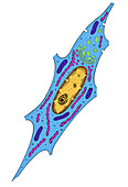 Cell Anatomy,Illustration