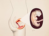 Month 1 Embryo,1 of 3,Illustration