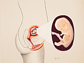 Month 3 Embryo,3 of 3,Illustration