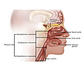 Cancer in Head,Illustration