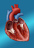 Anatomy of the Human Heart,Illustration