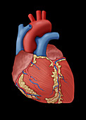 Anatomy of the Human Heart,Illustration
