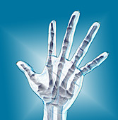 Human Hand,See-Through,Illustration