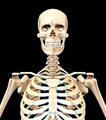 Human Skeleton,Upper Body,Illustration