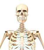 Human Skeleton,Upper Body,Illustration