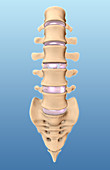 Lumbar Vertebrae and Sacrum,Illustration