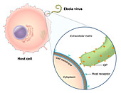 Ebola Virus Replication,Illustration