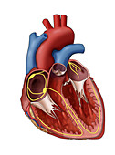 Heart's Electrical System,Illustration