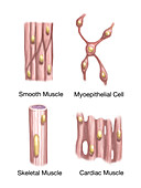 Muscle Tissues,Illustration