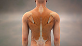 Back Muscles,Illustration
