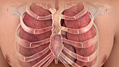 Rib Cage and Lungs,Illustration