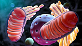 Mitochondria,Illustration