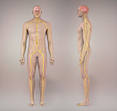 Nervous System,Illustration