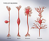 4 Types of Neurons,Illustration