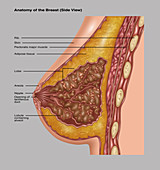 Breast Anatomy,Illustration