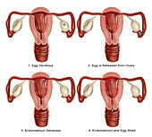 Ovulation and Menstruation,Illustration