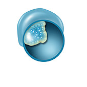 Late-Stage Blastocyst,Illustration