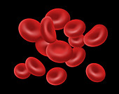 Red Blood Cells,Illustration