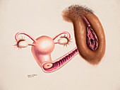 Female Reproductive System,Illustration