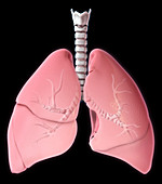 Lungs,Illustration