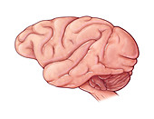 Macaque Brain,Illustration