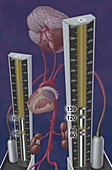 Standards for Hypertension,Illustration
