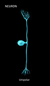 Unipolar Neuron,Illustration