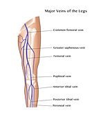 Major Veins of the Leg,Illustration