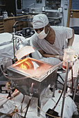 Porcine Liver Perfusion,c. 1960s