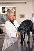 Veterinarian Examining a Black Labrador