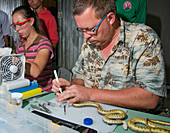 Herpetologists prepare research specimens
