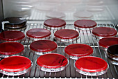 Blood Agar Culture Plates in Incubator