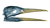 Great Blue Heron,X-ray